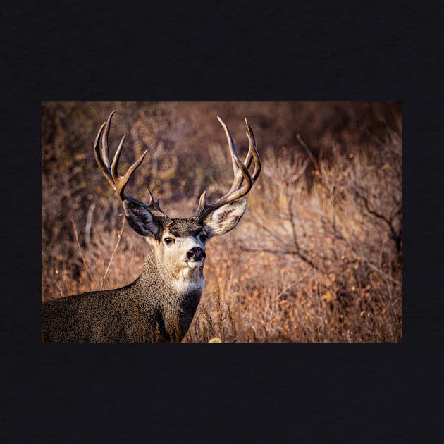 Mule Deer buck by Todd Graven Photography 